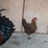 مرغ و خروس محلی