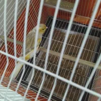 قناری نر جوان معاوضه با لوازم اکواریوم ابنوس|پرنده|کرج, کمال‌شهر|دیوار