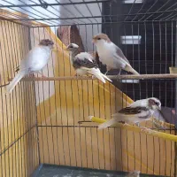 قناری گلاستر