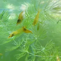 میگو شرمپ گوپی گیاه آکواریم|ماهی|کرج, ملک‌آباد|دیوار