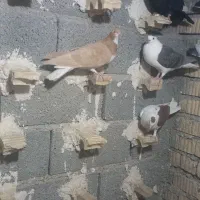 فروش ،قهره سیاه و سرخ|پرنده|داراب, |دیوار