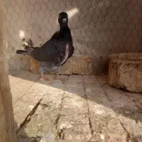 کبوتر|پرنده|سمنان, |دیوار