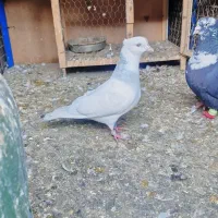 کفتر طوقی آبی درجه یک