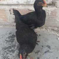 جوجه مرندی