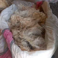 پشم گوسفند