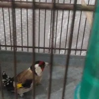 دوتا سهره نر یک ماه قفس