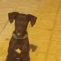 سگ پارسا جوان چهارماه هست|سگ|بندر کنگان, |دیوار