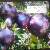 نهال خاص درخت|گل و گیاه طبیعی|مشهد, خواجه ربیع|دیوار