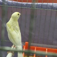 قناری نر ریزه خوان