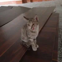 واگذاری گربه نر موقت