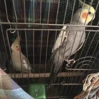 یک جفت عروس هلندی مولد