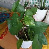 گل های پتوس|حراج|آستانه اشرفیه, |دیوار