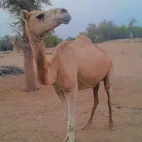یک شتر ماده|حیوانات مزرعه|تخت, |دیوار