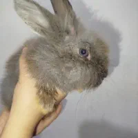 خرگوش لوپ|موش و خرگوش|سبزوار, شرق کال جنوبی (شمس آبادی)|دیوار