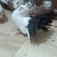 کفتر دم سیاه دمچتری نر مست