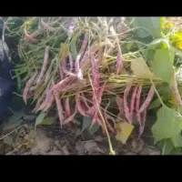 کارگر میخام برا لوبیا چیدن