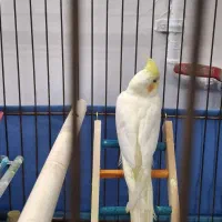 عروس هلندی|پرنده|رباطکریم, الارد|دیوار