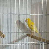 سه جفت سرخ،نر سفید و موزاییکی وطلایی ،ماده یه سر