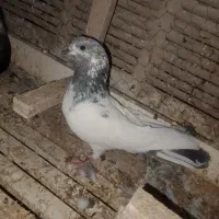 کبوتر کله نر