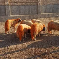 قوچ چهار دندون سنجابی