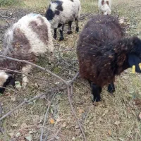 گوسفند میش و بره|حیوانات مزرعه|رابر, |دیوار