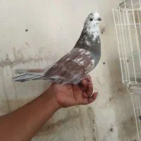 تعدادی کبوتر فروشی|پرنده|بندرعباس, |دیوار