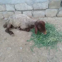 دو عدد بره ماده شکسته،بز،گوسفند،گاو