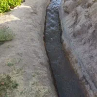 باغ انگور همراه آب چاه موتور|فروش دفتر صنعتی، کشاورزی، تجاری|کاشمر, |دیوار