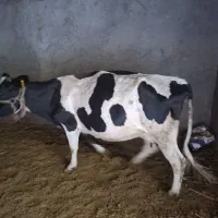 گاو شیری|حیوانات مزرعه|فهرج, |دیوار