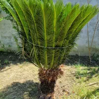 سیکاس بزرگ