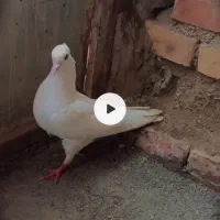 کفتر|پرنده|سنگدوین, |دیوار