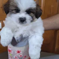 مادر و توله میکس شیتزو فلت و پامر روباهی اصیل|سگ|مشهد, کلاکوب|دیوار