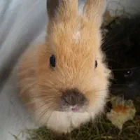 بچه خرگوش لوپ هلندی