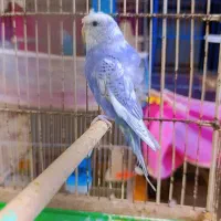 چهارتا مرغ عشق پروانه ای سه تا ماده یکیش نره