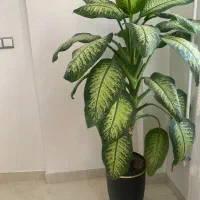 گل دیفن|گل و گیاه طبیعی|سرپل ذهاب, |دیوار