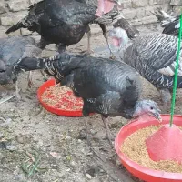 بوقلمون نر و ماده