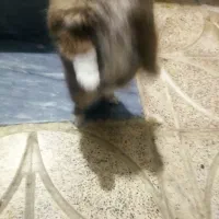 واگزاری سگ|سگ|شهریار, شهرک بهاران (ویره)|دیوار