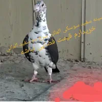 سینه سفید|پرنده|زاهدان, |دیوار