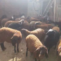 ۳۰عددبره داشتی نر و ماده|حیوانات مزرعه|مهربان, |دیوار