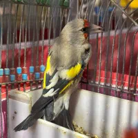 سهره کرمونی دهنزن دورگ پشت گلی پشت گل کامل خط سیاه|پرنده|خور (فارس), |دیوار