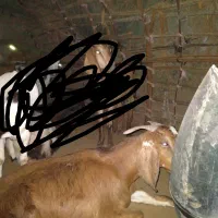 بز پاکستانی دوقلوزا