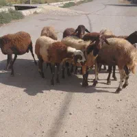 شیشک افشار میش آبستن