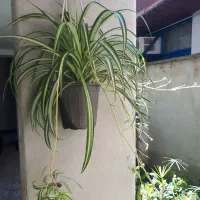 گل گندمی ابلق