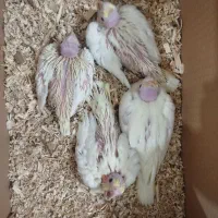 جوجه عروس هلندی...|پرنده|ایرانشهر, |دیوار