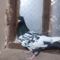 8تاکبوتر رنگه هوایی|پرنده|مشهد, آزادشهر|دیوار