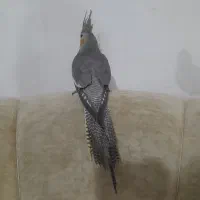 عروس هلندی نر وماده|پرنده|کوچصفهان, |دیوار