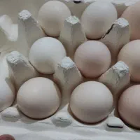 تخم‌مرغ خونه ای