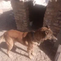 سگ واسه باغ|سگ|نوده انقلاب, |دیوار