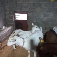 بز سانن|حیوانات مزرعه|بافت, |دیوار