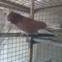 کبوتر پرشی سفید کاکلی .سرخ .قرمزی کاکلی|پرنده|کرج, فاز ۲ مهرشهر|دیوار